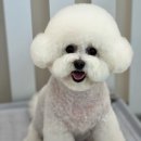 그루밍독 연구소 이미지