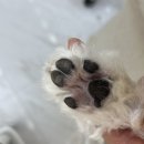살랑살랑 펫미용 이미지