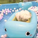 광주애견유치원호텔미용 마마스미독펜트하우스 본점 이미지