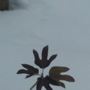 황칠농장 이미지