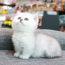 애니멀즈 강아지분양 고양이분양 대전점 이미지