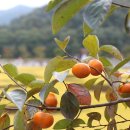 가을을 나타내는 'Fall'과 Autumn의 차이, 알고 계신가요? 이미지