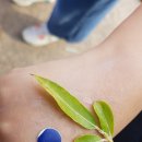 산림놀이 이미지