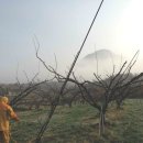 조양농원 이미지