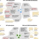 Re:ReVitamin C and immune cell function in inflammation and cancer 이미지