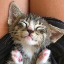 길음동물병원 이미지