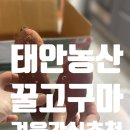 안면도농산 | 해풍 맞아 더 달콤한 태안농산 꿀고구마 체험 후기｜겨울간식으로 딱인 태안고구마