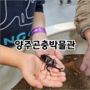 서울장수(주) 노동조합 | 아이랑 &#34;양주곤충박물관&#34; 다녀온 후기 - 전시 곤충, 동물, 먹이주기 체험 등