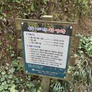 [대전 명소] 대전 가볼 만한 곳 추천, 장태산자연휴양림