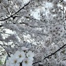 갑초밥 미사망월점 | 생활에 달인에 나온 미사역 초밥장인집, 갑초밥