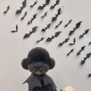 마이리틀멍 이미지