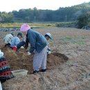 6년근 수삼 예약글 수정 (사진올렸으니 꼭, 꼭 보시고 주문바랍니다) 이미지