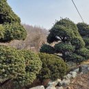 김포다도박물관 Daum카페