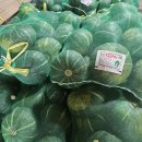 미니 보우짱 밤단호박 올러네요 마감입니다 이미지