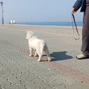 바닷가 산책 이미지