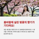 울산 대왕암공원 벚꽃 ,봄날의 설렘