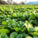 노다지농장 이미지