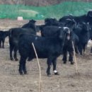 강원도흑염소 이미지