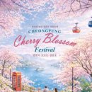 충북지역버스노동조합제천교통노동조합지부 | 2026 제천 청풍호 벚꽃축제 완벽 정리 | 주차 꿀팁부터 인근 맛집까지