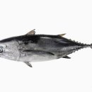 참치(Tuna, 마구로, Ca Ngu)의 종류와 특징 이미지