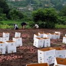 정자나무민박 이미지