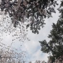 산장기차여행 | 1박2일 진해군항제 기차여행 / 에이비엔비 숙소 / 경화역 맛집 / 1일차 트레킹