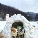 심바동물병원 이미지