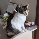 춘향이치킨 | 희블리집사와 춘춘남매 별 거 없는 일상 / 닭매운탕, 김치수제비 만들기, 뷰티캠, 증명사진 등