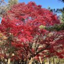 버스정류장(해소의숲공원) 뒤 | 도시 속 깊은 숲 감성, 남산공원 늦가을 산책코스