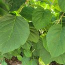 국립산림과학원
산림바이오소재연구소 | 잔디는 살리고 잡초만 잡는다…국립산림과학원, 수국 잎 천연 제초제 특허