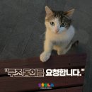 [구조요청 동의] 불편한 다리에 임신까지 한 것으로 추정되는 꼬모의 구조동의를 구합니다. 이미지