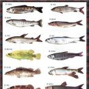 어류도감 이미지