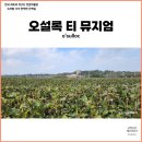 경산시청별관건너 (옥외1) | 제주 오설록 티 뮤지엄 녹차밭 인생 사진 명소 주차정보 버스정류장 꿀팁