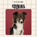 반려견과 함께한 하담포토 작가촬영, 넓고 편안해서 완전 만족한 후기!