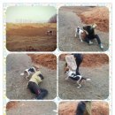 행복한 산책 이미지