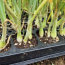 거성농자재 이미지