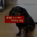 디텍스 이미지