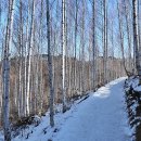 자작나무집 이미지