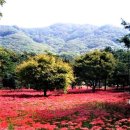 가을 꽃_ 선홍빛 상사화 물결의 출렁임, 선운산