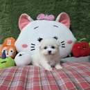 강아지분양 애견입양 아이러브독 광주점 미니비숑 말티푸 포메 | 광양강아지분양 미니비숑프리제 입양 절차와 후기