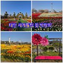 1484 | 1484.태안세계튤립꽃박람회/튤립/태안 여행