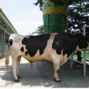 조광현축산 이미지