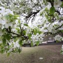 후계자 농장 | 돌배나무 식재 후기, 24그루 심으며 배운 것들