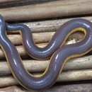 무족 양서류 caecilian 이미지