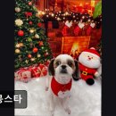 몽몽스타 | (수원, 강아지, 고양이, 애견미용, 추천!) 몽몽스타 수원 강아지 미용의 집
