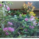 나라꽃 미니정원 이미지