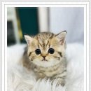 블리독인천부평점강아지분양 말티푸 미니비숑프리제 포메입양 | 진짜 가족을 만난 기분, 블리독 인천부평점에서의 따뜻한 첫 만남