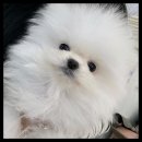 강아지분양 고양이분양 멍앤냥 수원점 이미지