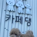 에비앙 | [대전/애견운동장] 레알 개판 + 개들의천국 카페댕