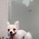 위즈펫동물병원 이미지
